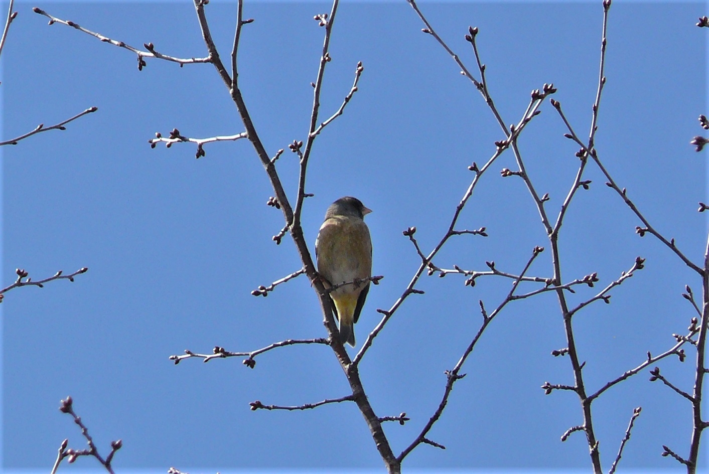 http://www.alpico.co.jp/shikinomori/news/images/P1300740.JPG