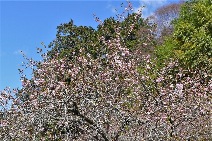 http://www.alpico.co.jp/shikinomori/news/images/P1300757.JPG
