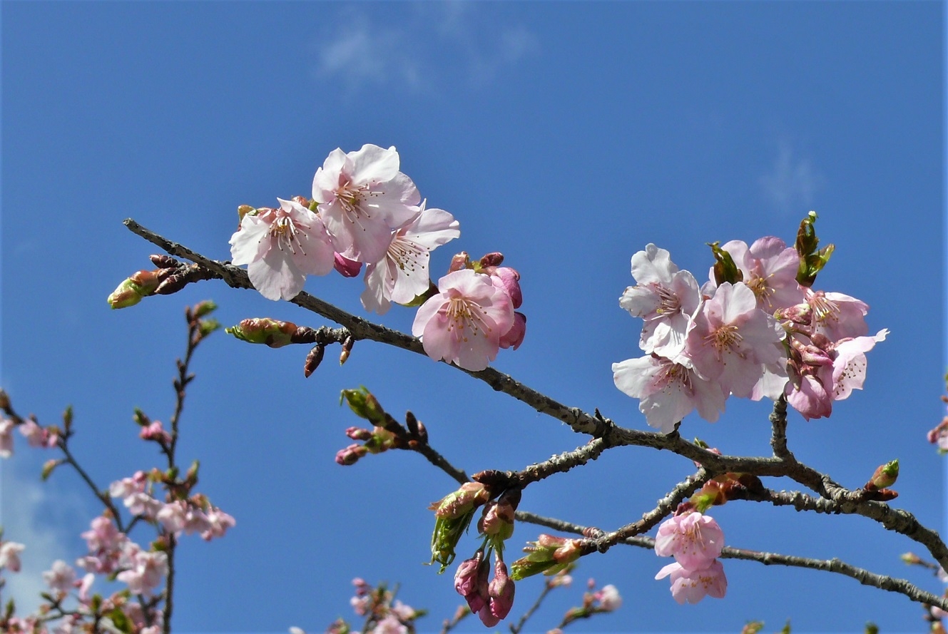 http://www.alpico.co.jp/shikinomori/news/images/P1300759.JPG