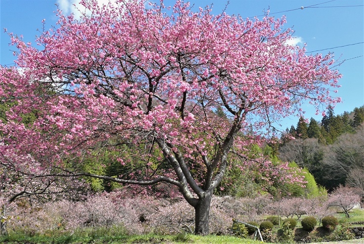 http://www.alpico.co.jp/shikinomori/news/images/P1300767.JPG