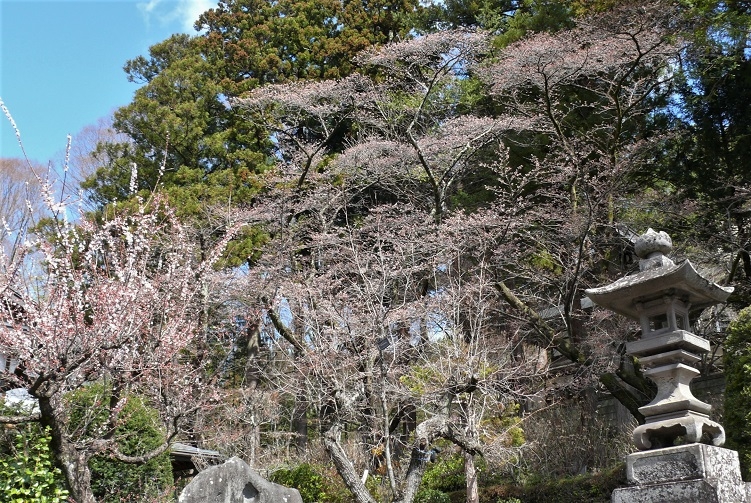 http://www.alpico.co.jp/shikinomori/news/images/P1300771.JPG