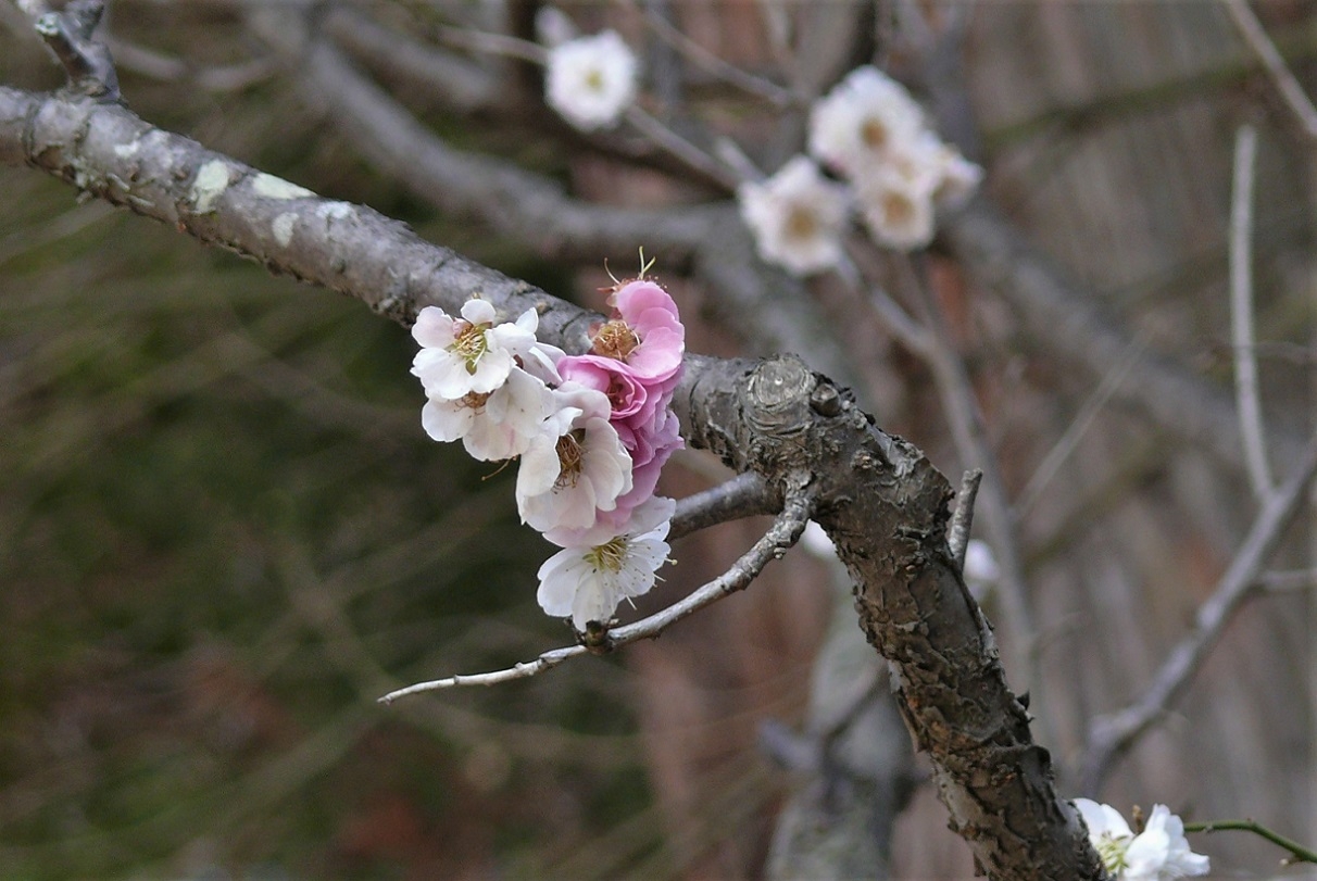 http://www.alpico.co.jp/shikinomori/news/images/P1300772.JPG