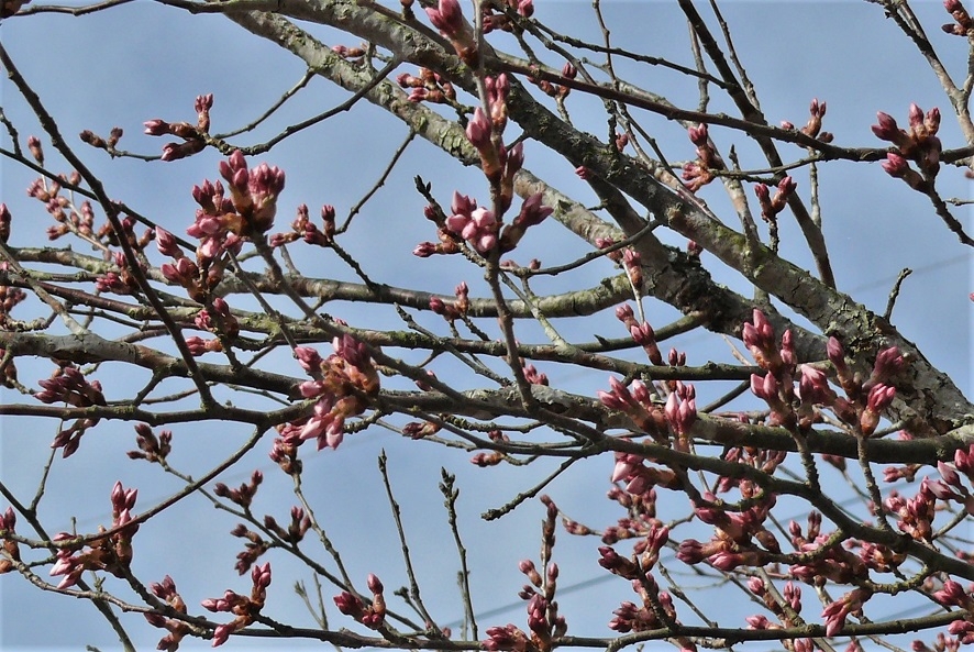 http://www.alpico.co.jp/shikinomori/news/images/P1300779.JPG