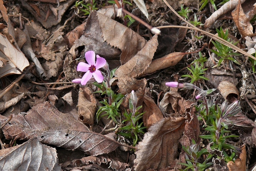 http://www.alpico.co.jp/shikinomori/news/images/P1300790.JPG