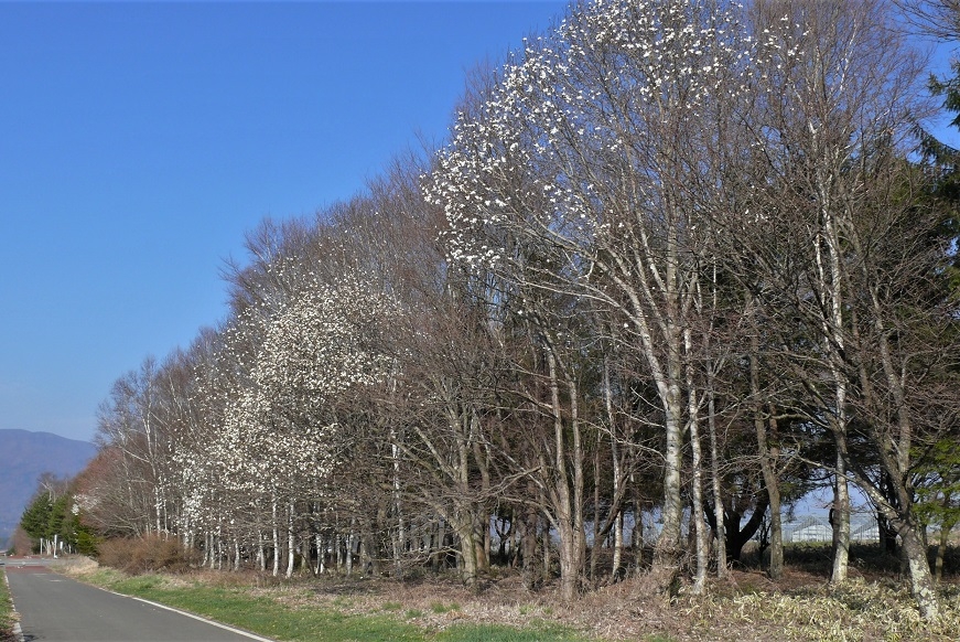 http://www.alpico.co.jp/shikinomori/news/images/P1300847.JPG