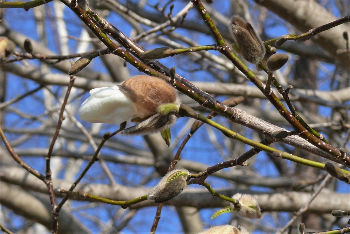 http://www.alpico.co.jp/shikinomori/news/images/P1300850.JPG