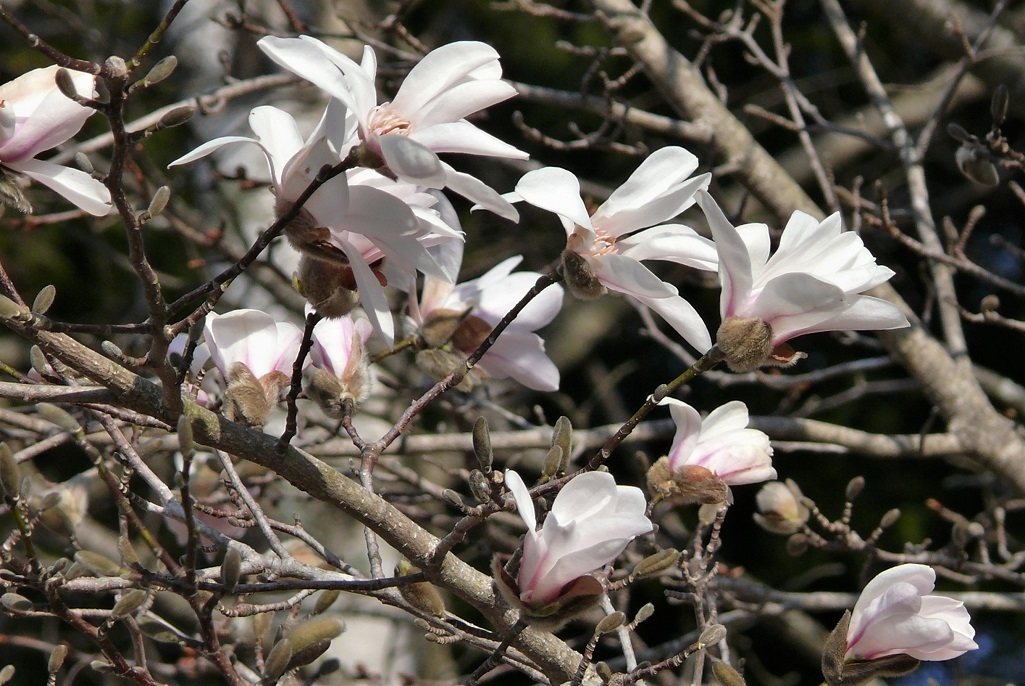 http://www.alpico.co.jp/shikinomori/news/images/P1300858.JPG