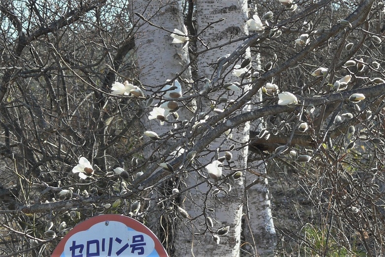 http://www.alpico.co.jp/shikinomori/news/images/P1300869.JPG