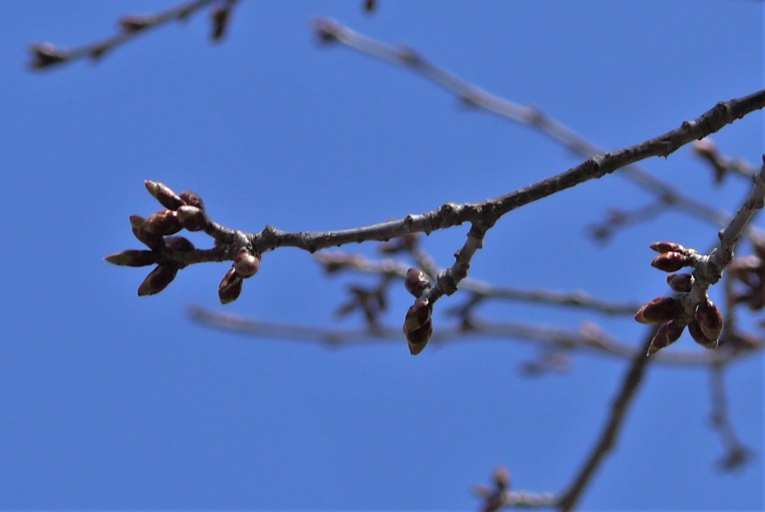 http://www.alpico.co.jp/shikinomori/news/images/P1300908.JPG