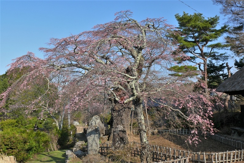http://www.alpico.co.jp/shikinomori/news/images/P1300923.JPG