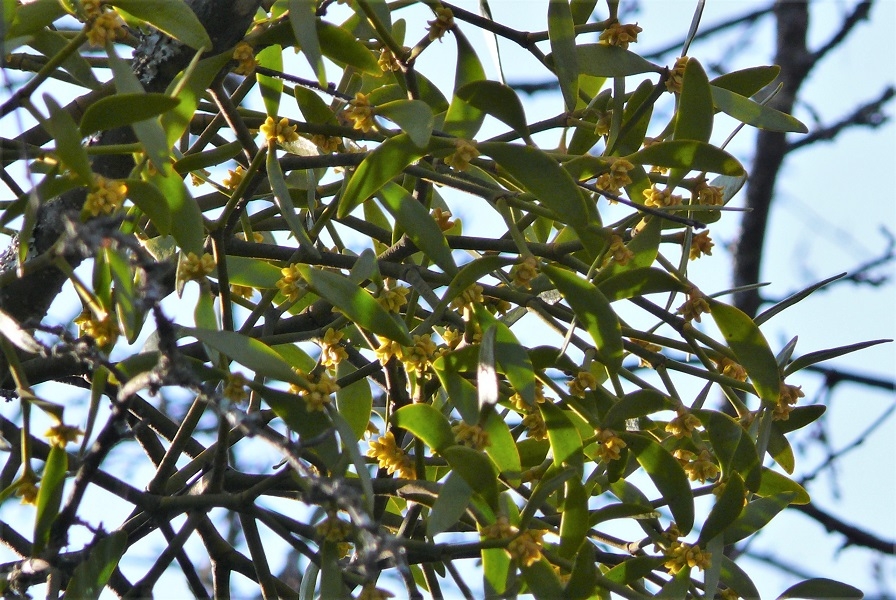 http://www.alpico.co.jp/shikinomori/news/images/P1300936.JPG