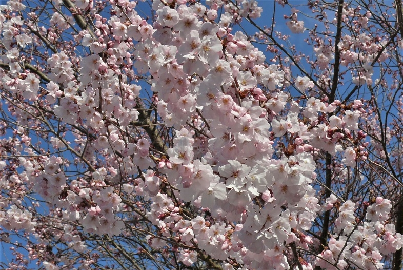http://www.alpico.co.jp/shikinomori/news/images/P1300970.JPG