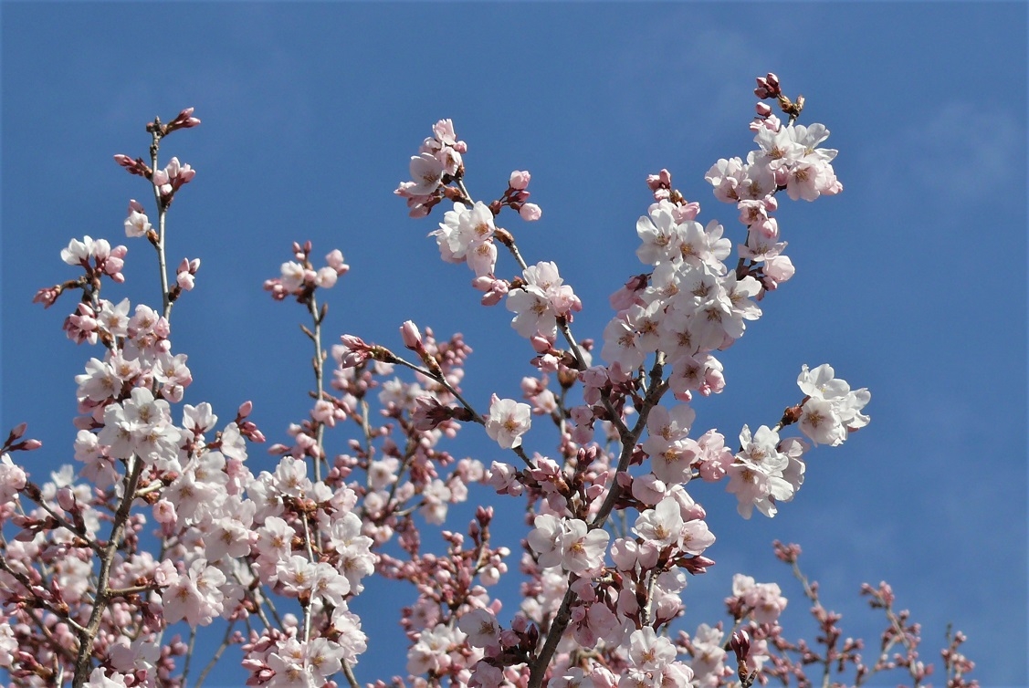 http://www.alpico.co.jp/shikinomori/news/images/P1300972.JPG