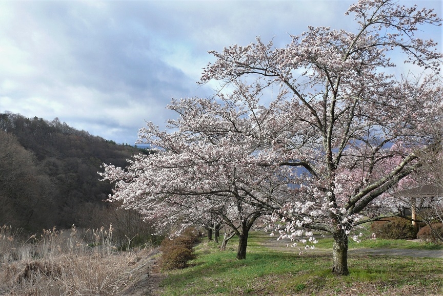 http://www.alpico.co.jp/shikinomori/news/images/P1300996.JPG