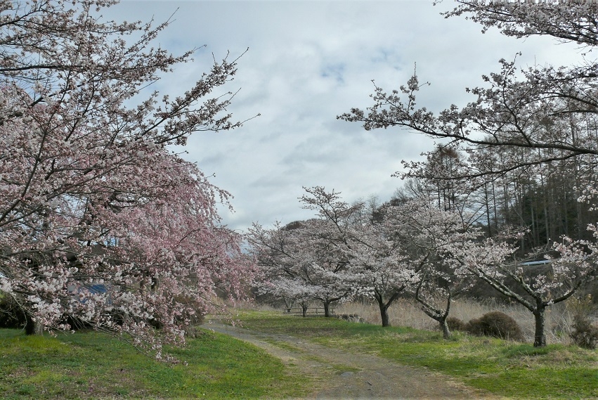 http://www.alpico.co.jp/shikinomori/news/images/P1300999.JPG