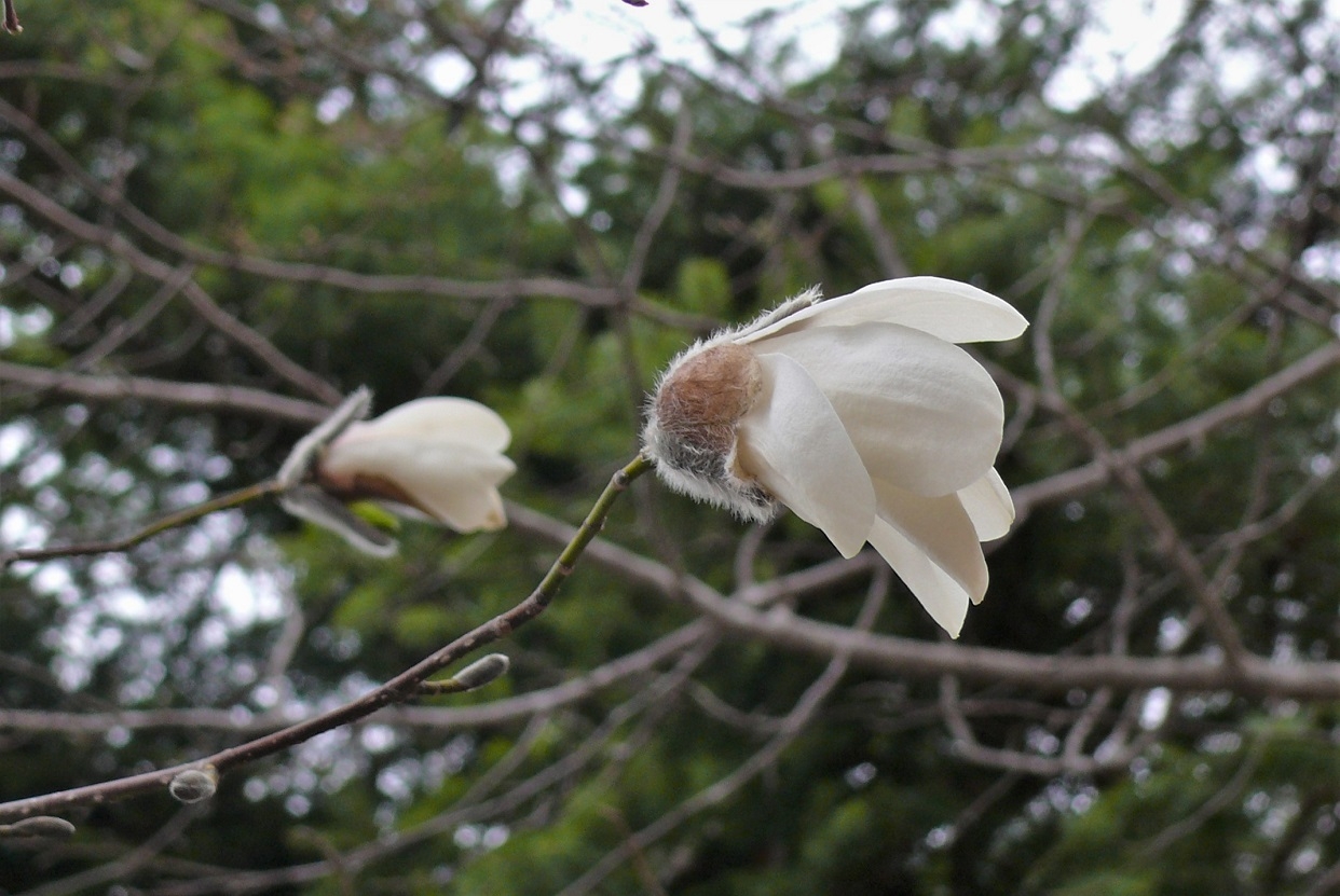 http://www.alpico.co.jp/shikinomori/news/images/P1310025.JPG