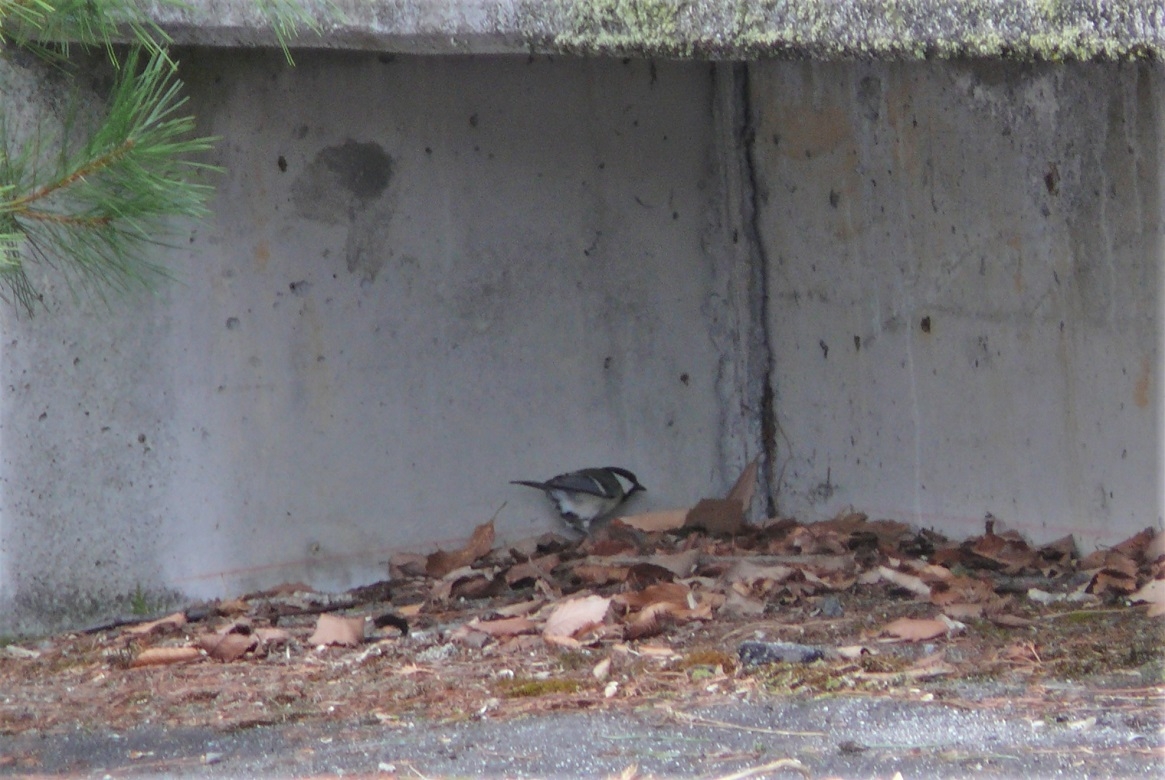 http://www.alpico.co.jp/shikinomori/news/images/P1310067.JPG