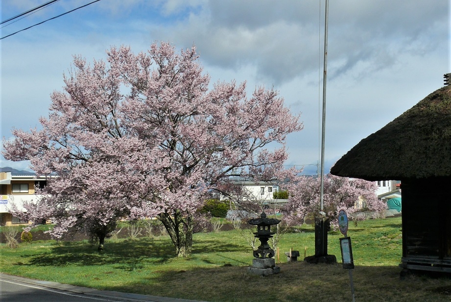 http://www.alpico.co.jp/shikinomori/news/images/P1310087.JPG
