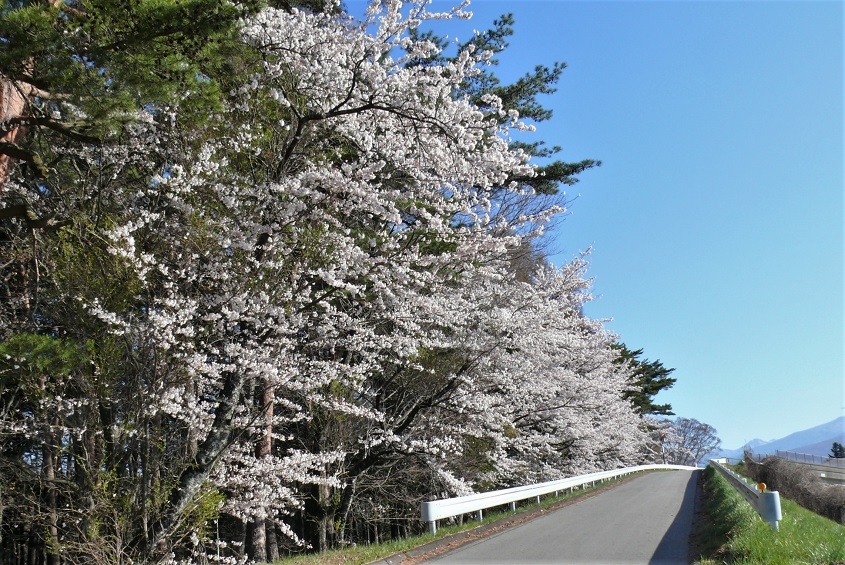 http://www.alpico.co.jp/shikinomori/news/images/P1310146.JPG