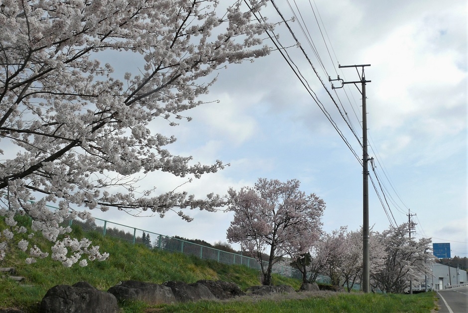 http://www.alpico.co.jp/shikinomori/news/images/P1310182.JPG