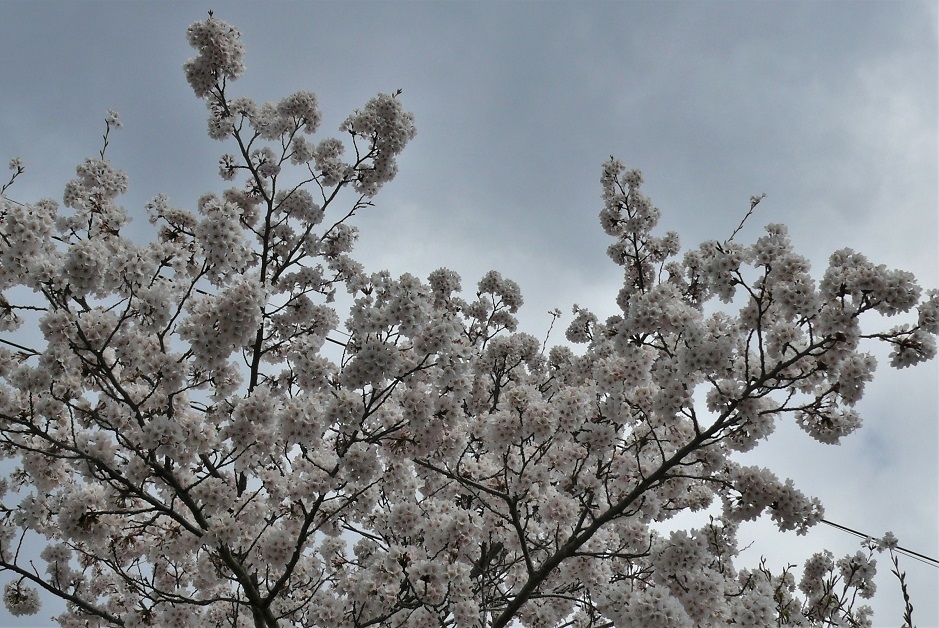 http://www.alpico.co.jp/shikinomori/news/images/P1310185.JPG