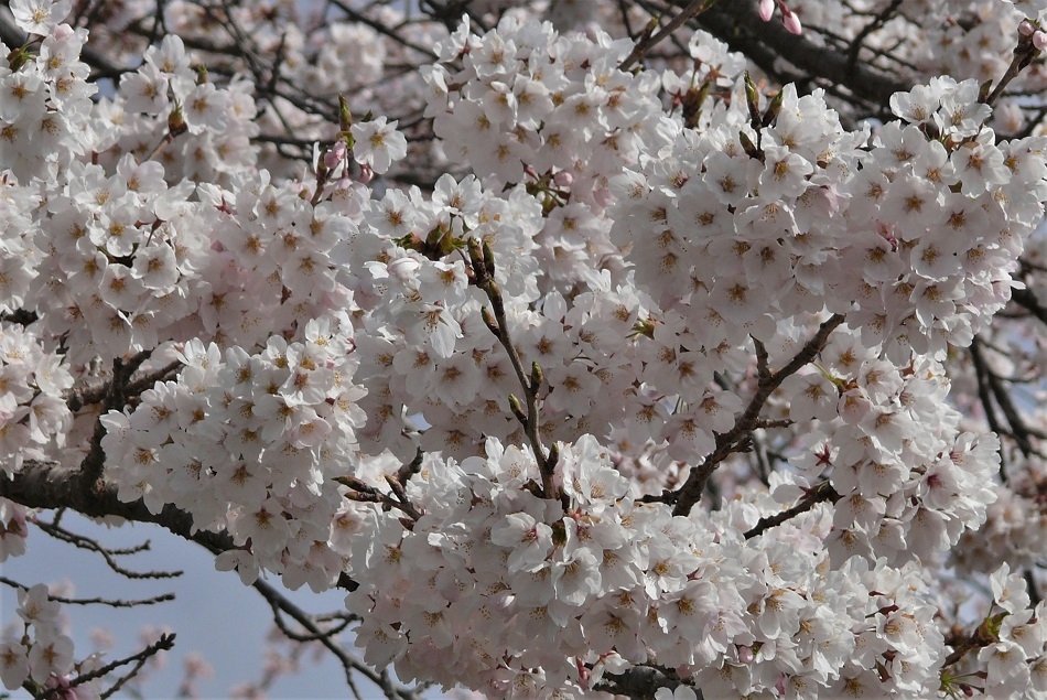 http://www.alpico.co.jp/shikinomori/news/images/P1310186.JPG