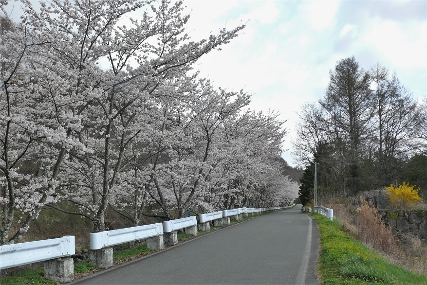 http://www.alpico.co.jp/shikinomori/news/images/P1310194.JPG