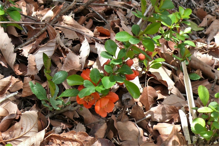 http://www.alpico.co.jp/shikinomori/news/images/P1310270.JPG