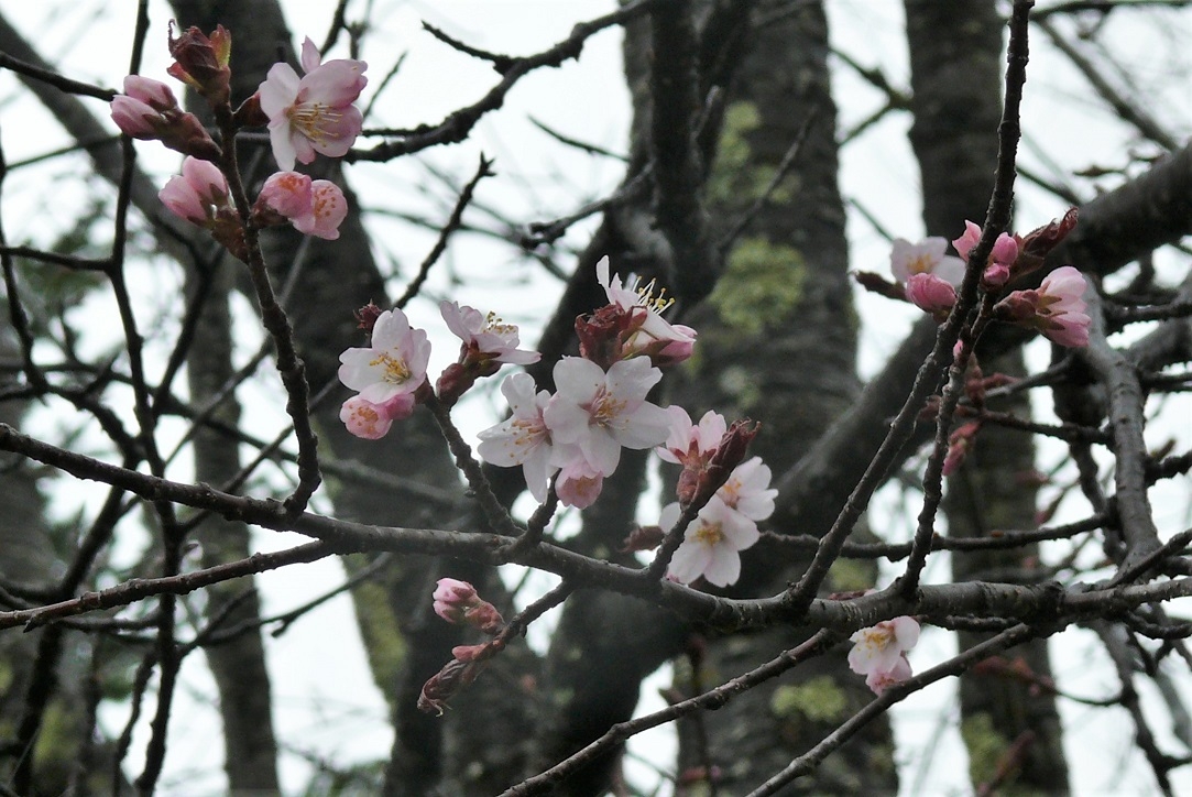 http://www.alpico.co.jp/shikinomori/news/images/P1310285.JPG