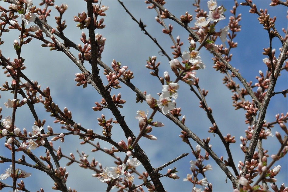 http://www.alpico.co.jp/shikinomori/news/images/P1310303.JPG