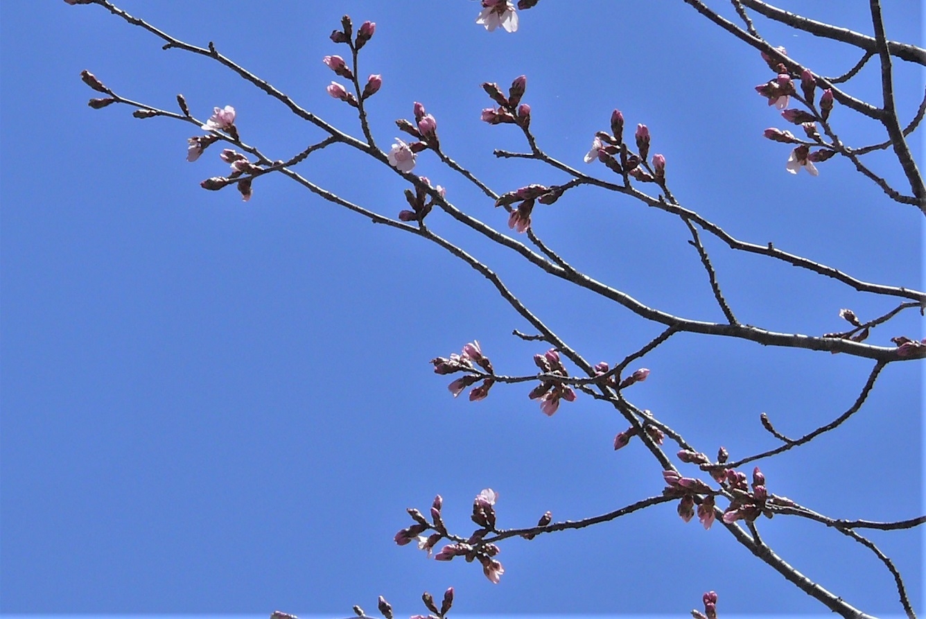 http://www.alpico.co.jp/shikinomori/news/images/P1310306.JPG