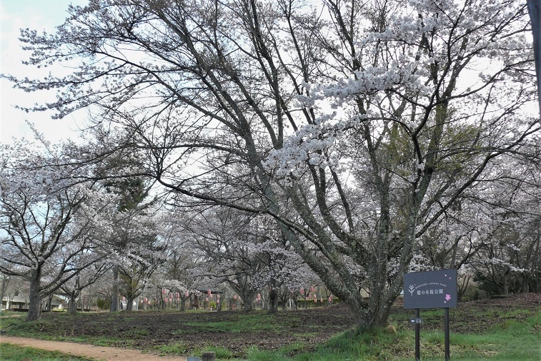 http://www.alpico.co.jp/shikinomori/news/images/P1310335.JPG