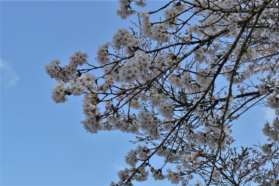 http://www.alpico.co.jp/shikinomori/news/images/P1310336.JPG