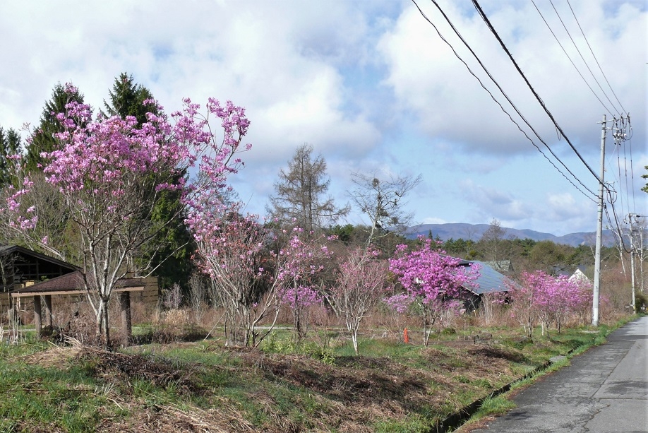 http://www.alpico.co.jp/shikinomori/news/images/P1310340.JPG