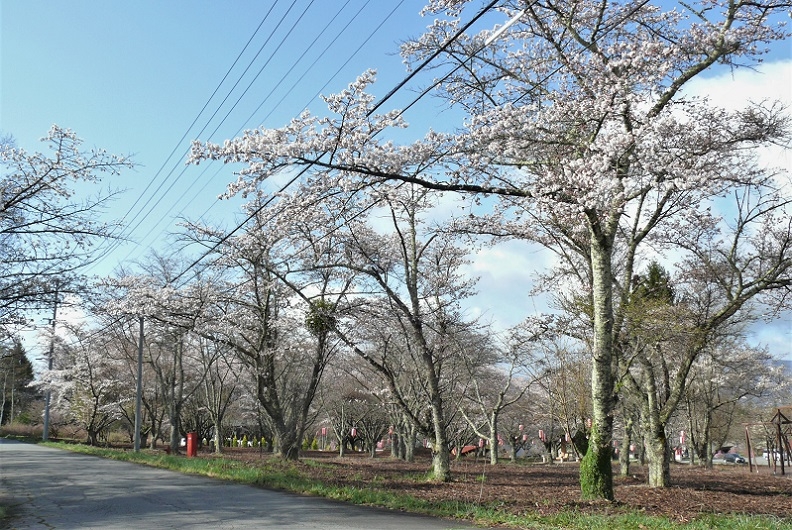 http://www.alpico.co.jp/shikinomori/news/images/P1310342.JPG