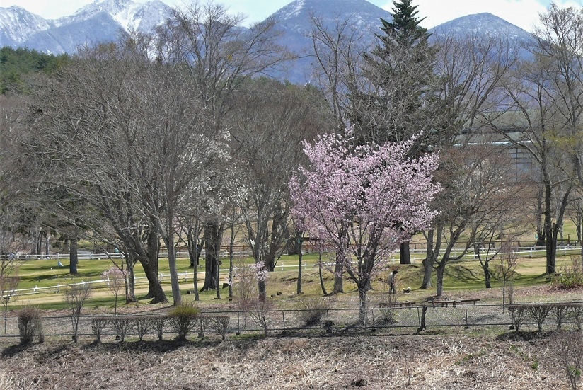 http://www.alpico.co.jp/shikinomori/news/images/P1310369.JPG