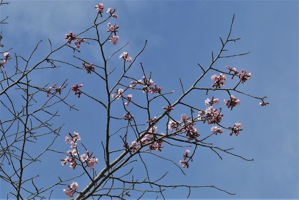 http://www.alpico.co.jp/shikinomori/news/images/P1310392.JPG