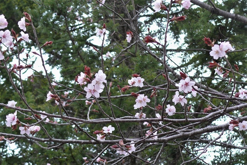 http://www.alpico.co.jp/shikinomori/news/images/P1310406.JPG