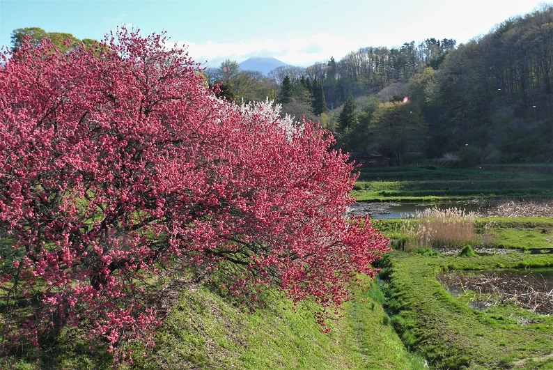 http://www.alpico.co.jp/shikinomori/news/images/P1310413.JPG