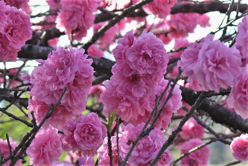 http://www.alpico.co.jp/shikinomori/news/images/P1310422.JPG