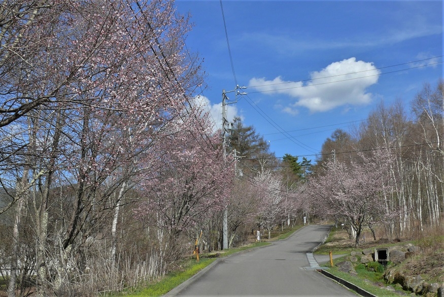 http://www.alpico.co.jp/shikinomori/news/images/P1310470.JPG