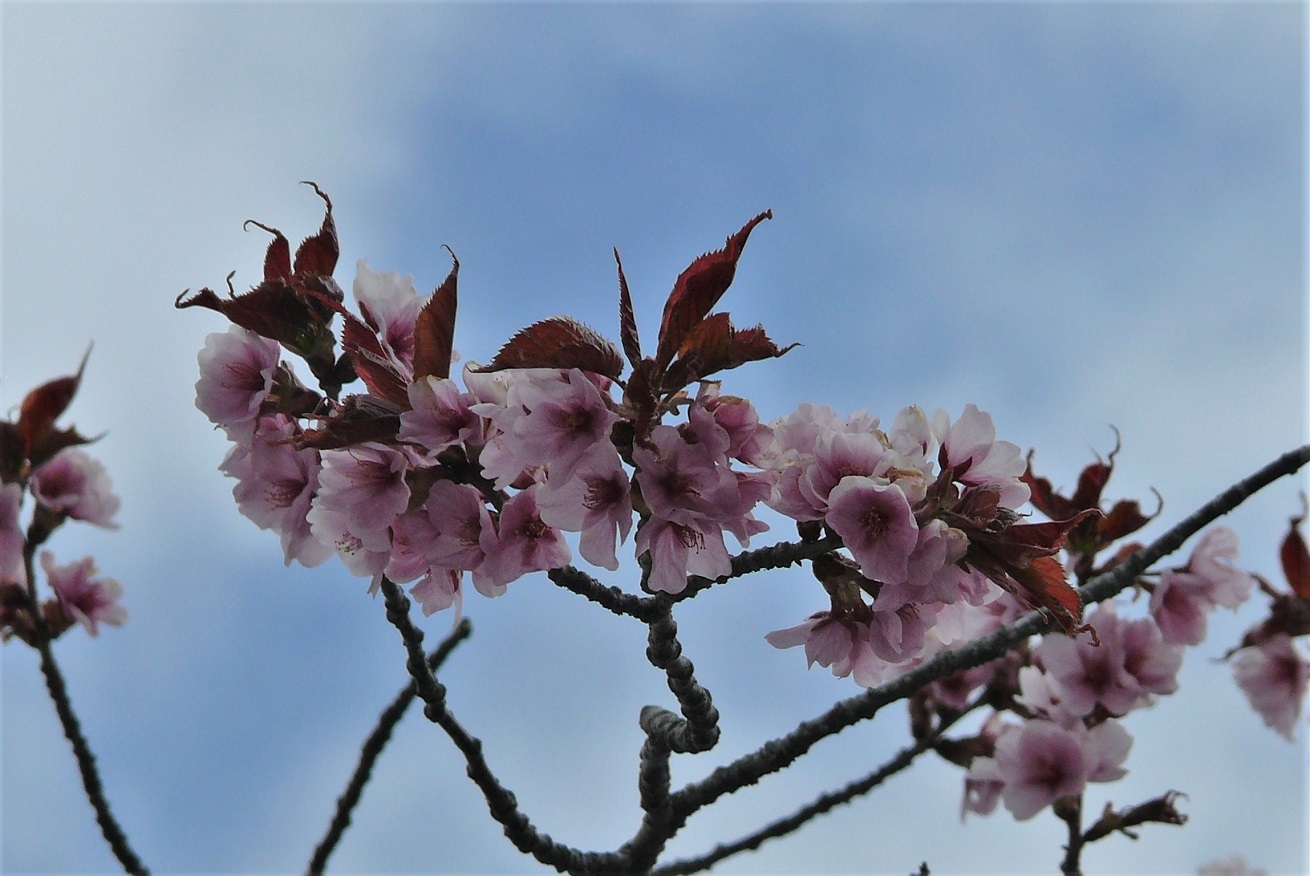 http://www.alpico.co.jp/shikinomori/news/images/P1310496.JPG