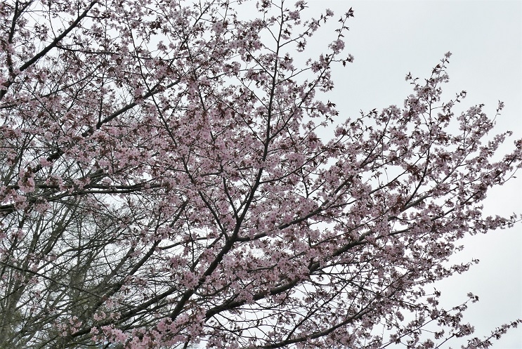 http://www.alpico.co.jp/shikinomori/news/images/P1310500.JPG