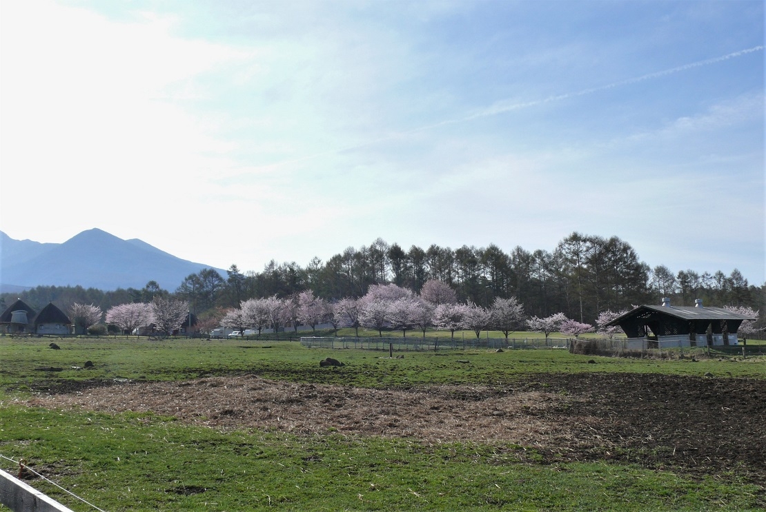 http://www.alpico.co.jp/shikinomori/news/images/P1310516.JPG