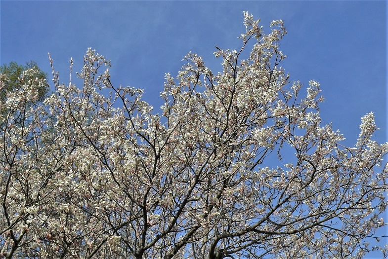 http://www.alpico.co.jp/shikinomori/news/images/P1310525.JPG