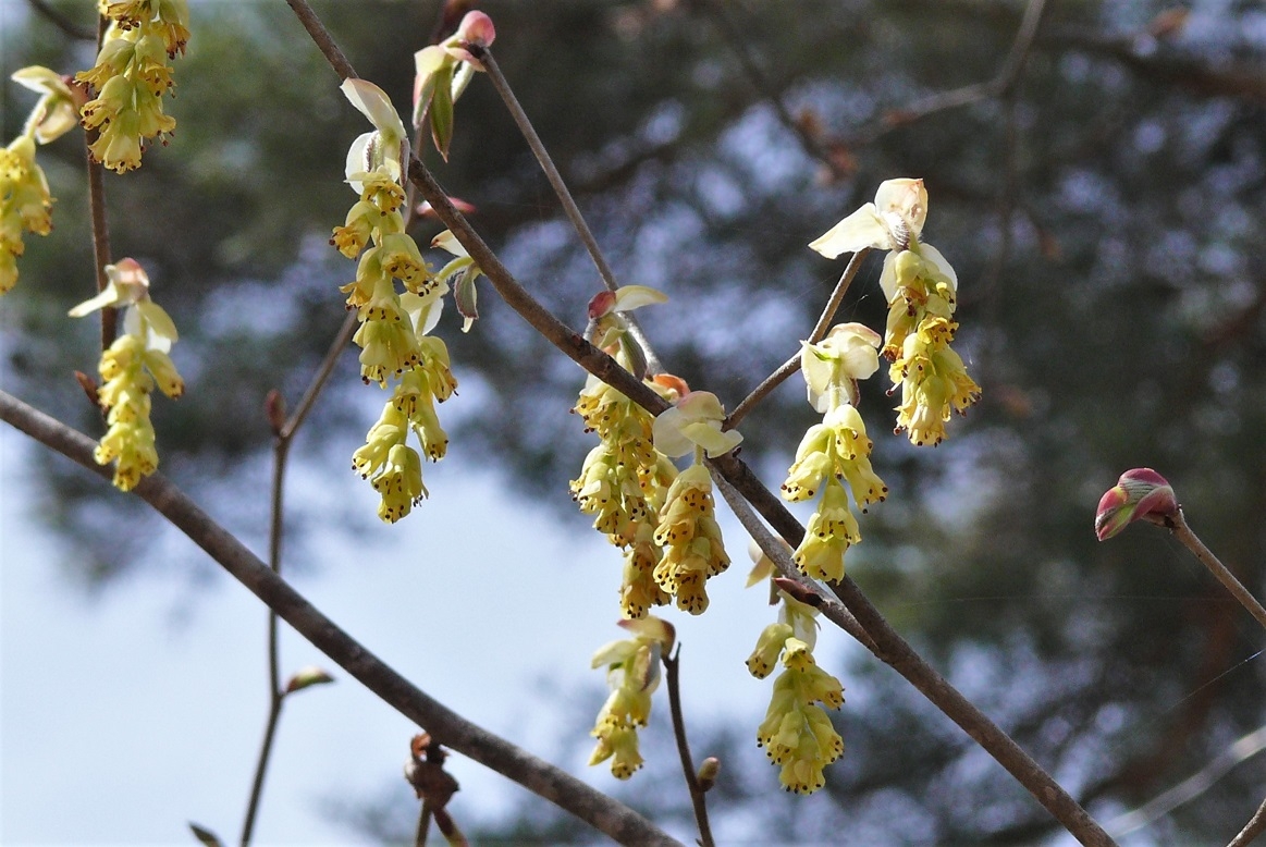 http://www.alpico.co.jp/shikinomori/news/images/P1310562.JPG