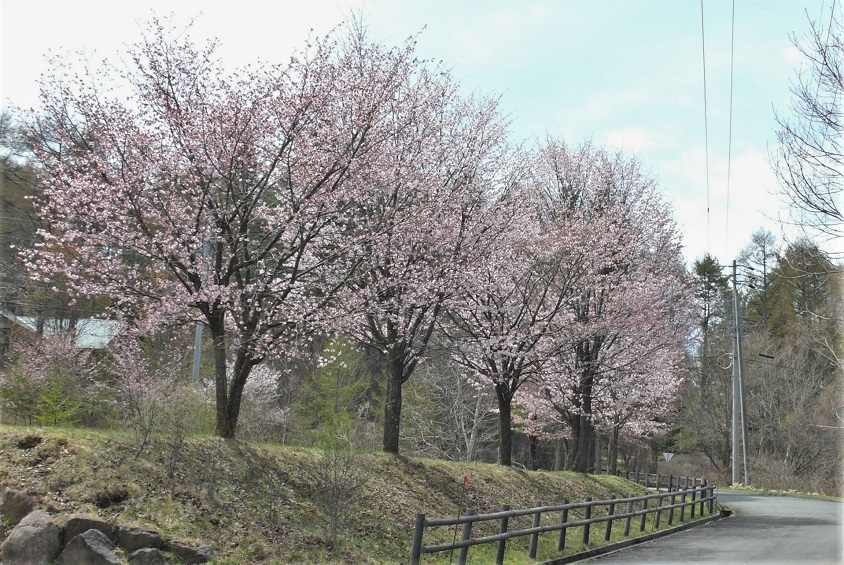 http://www.alpico.co.jp/shikinomori/news/images/P1310569.JPG
