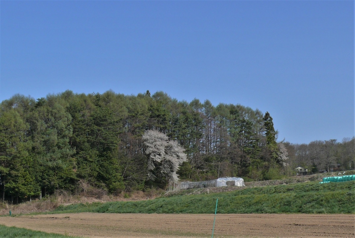 http://www.alpico.co.jp/shikinomori/news/images/P1310596.JPG