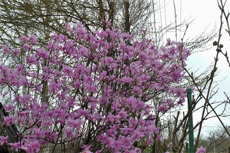 http://www.alpico.co.jp/shikinomori/news/images/P1310695.JPG