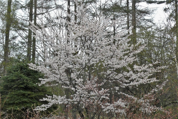 http://www.alpico.co.jp/shikinomori/news/images/P1310700.JPG